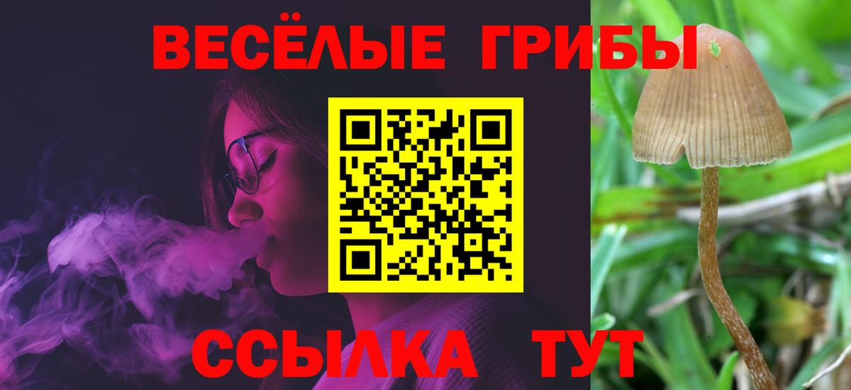 Псилоцибиновые грибы Cubensis Новосибирск